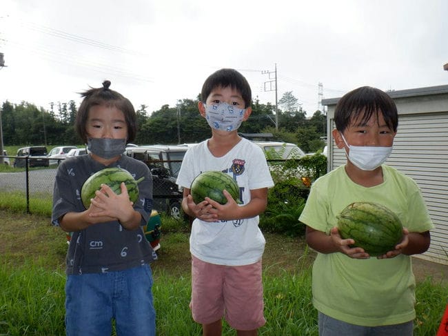 野菜の収穫