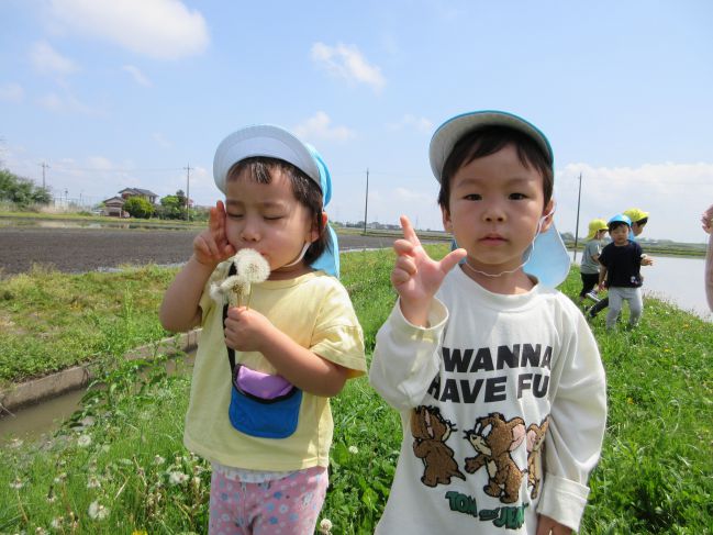 タンポポ