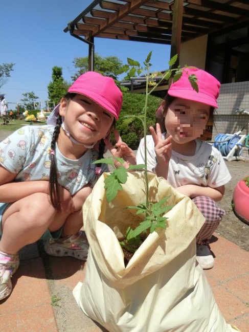 苗植え