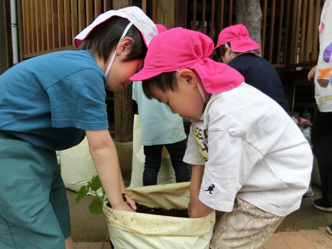 苗植え