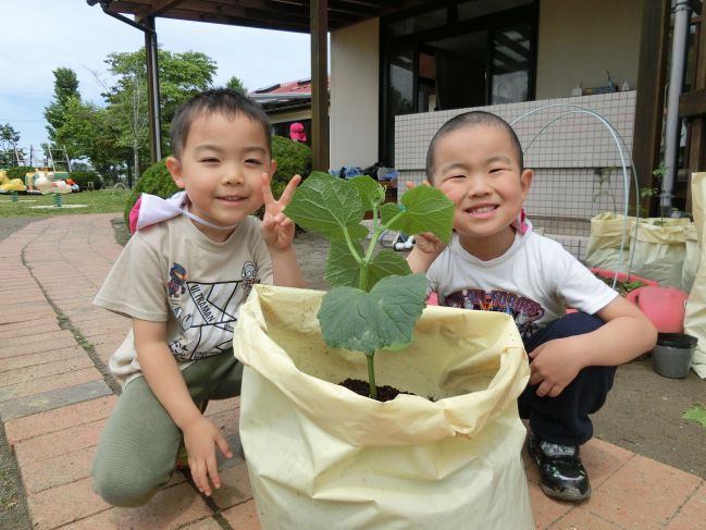 苗植え