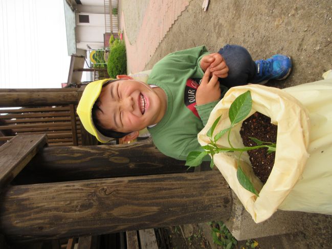 野菜苗