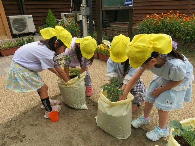 苗植え