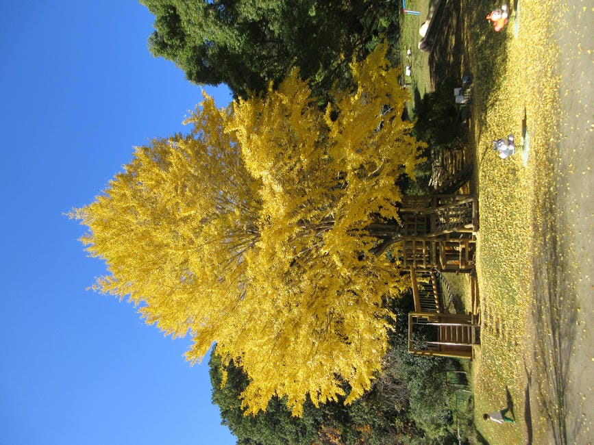 すくすく・よちよち